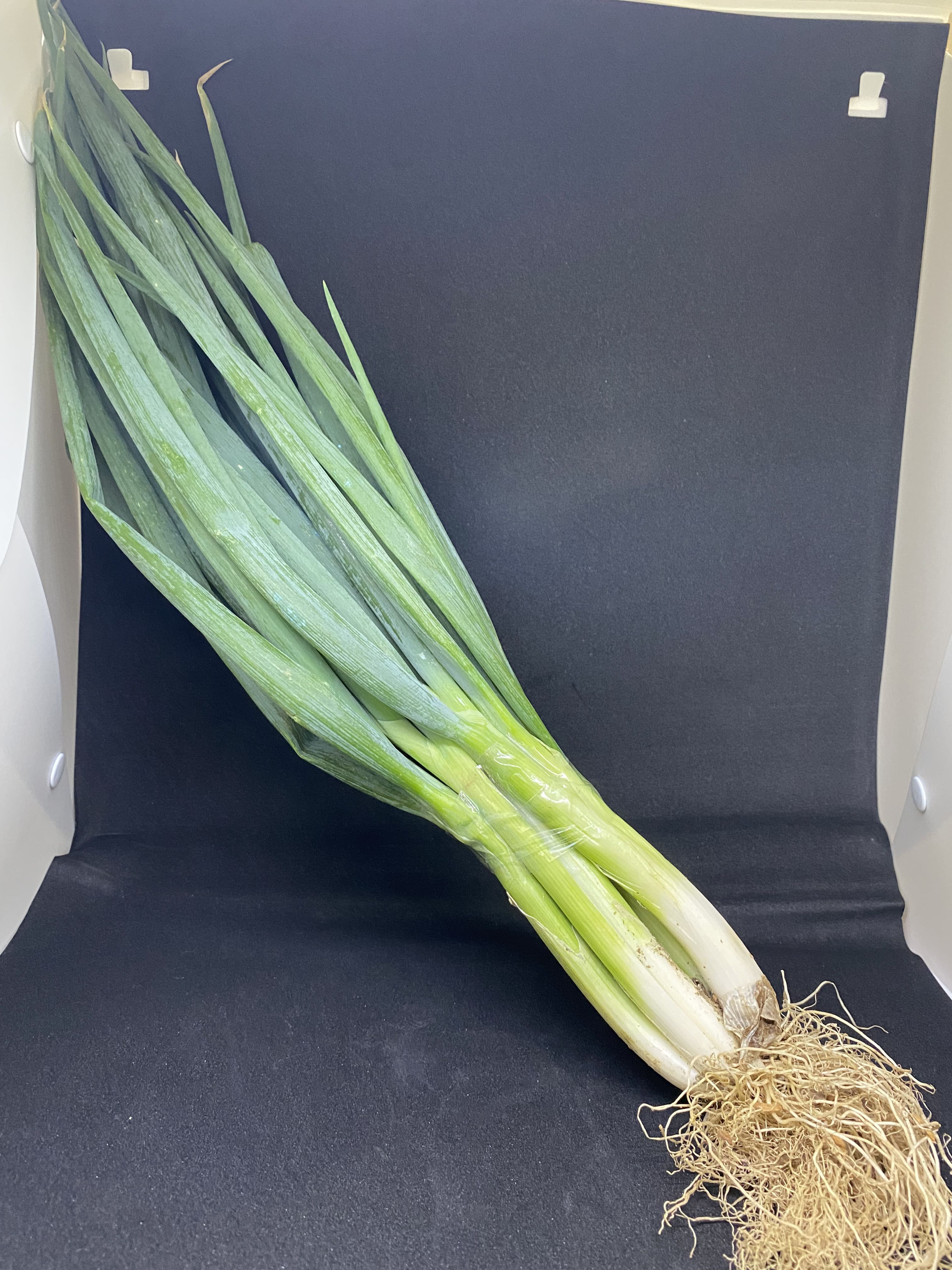 Daun Bawang