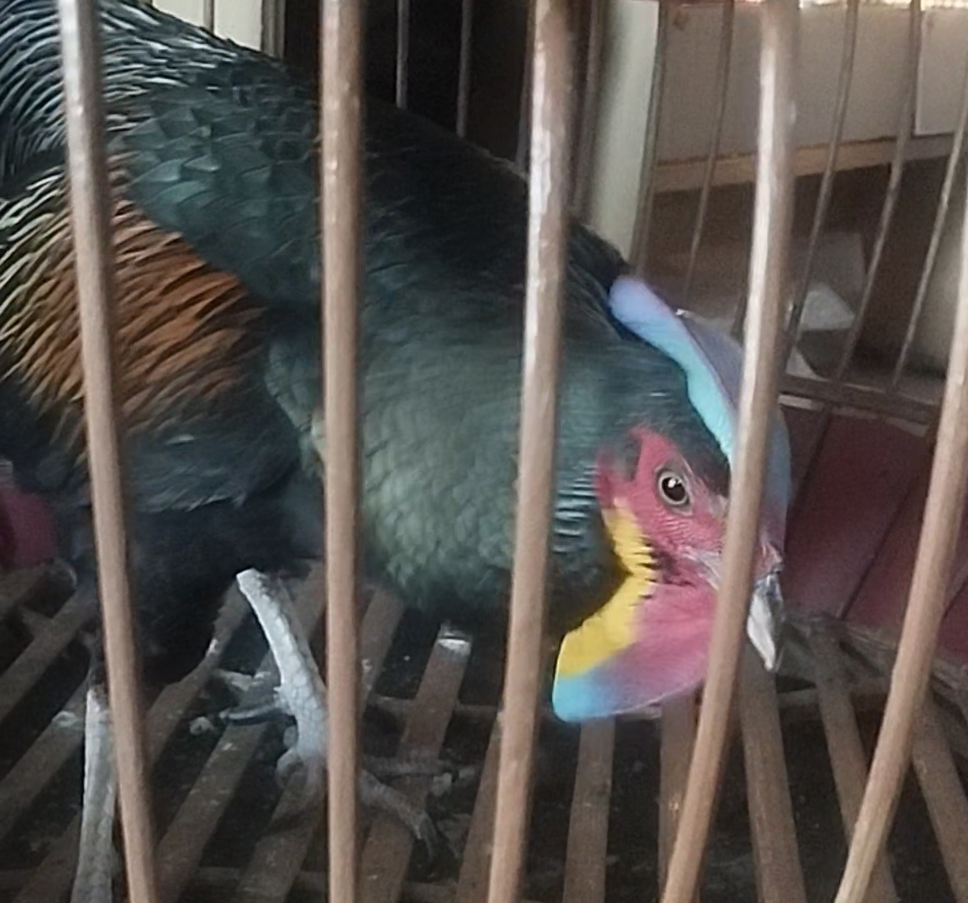 Ayam Hutan Hijau Jawa 